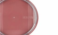 Mepal Thermo Lunch Pot 500+200 ml Ellipse | Nordic Pink 8 Mepal Thermo Lunch Pot 500+200 ml Ellipse | Nordic Pink -Badaccessoires Verkäufe 12531631 2 202101041432